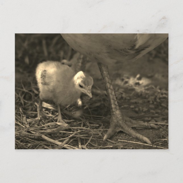 Suivre les traces de maman - Carte postale (Devant)