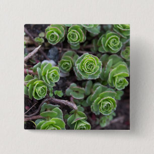 Sukkuläre Fotografie Button