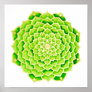 Sukkuläre grüne Blätter Gold Mandala Poster
