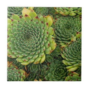 Sukkuläre Pflanze Dekorative Keramik Tile Fliese