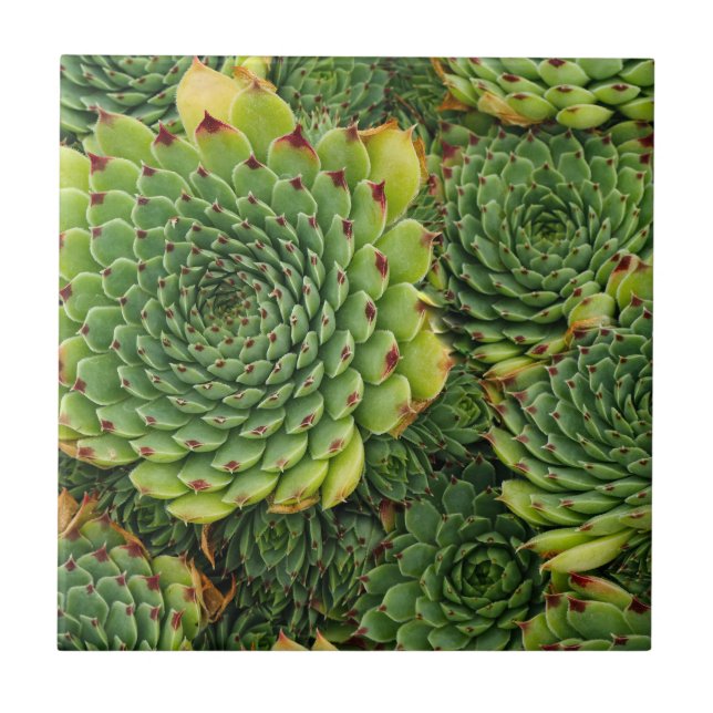 Sukkuläre Pflanze Dekorative Keramik Tile Fliese (Vorderseite)