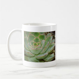 Sukkuläre Pflanze Kaffeetasse