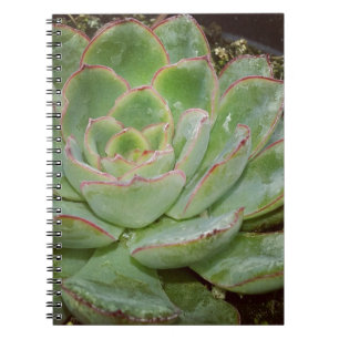 Sukkuläre Pflanze Notizblock