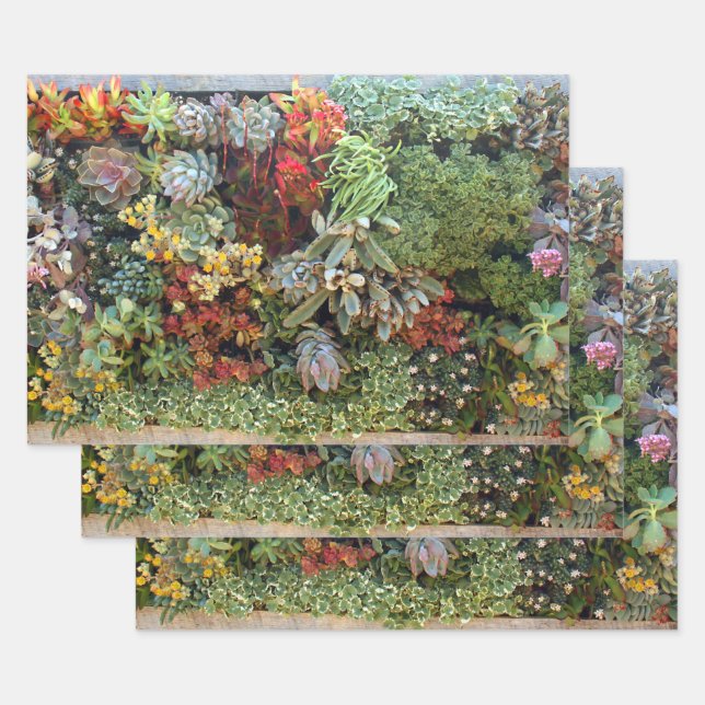 Sukkulärer Garten 2 Geschenkpapier Set (Set)