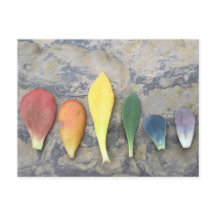 Sukkulärer Leaf Rainbow
