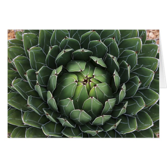 Sukkulent agave Grußkarte (Vorderseite (Horizontal))