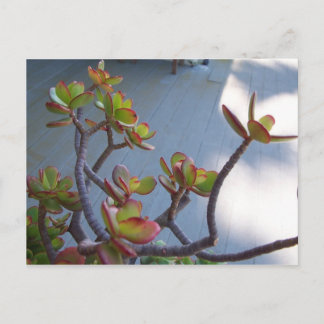 Sukkulent an einem Oxnard Deck...... Postkarte