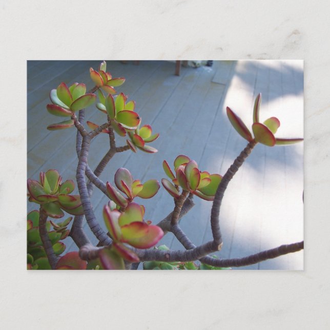 Sukkulent an einem Oxnard Deck...... Postkarte (Vorderseite)