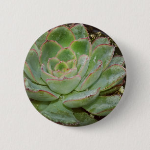 Sukkulent, Hen und Küken Button