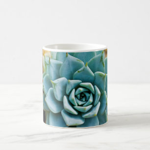 sukkulent kaffeetasse