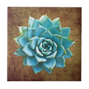 Sukkulente Aquarell auf rustikalem Braun Fliese