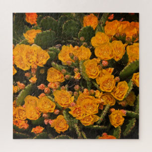 Sukkulente Gartengelbe Blumen Kakteen Grünes Leaf