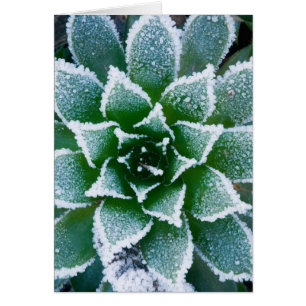Sukkulente Hen & Chicks mit Frost im frühen