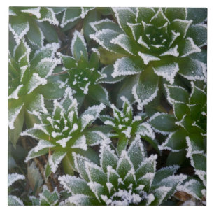 Sukkulente Hen & Chicks mit Frost im frühen Fliese