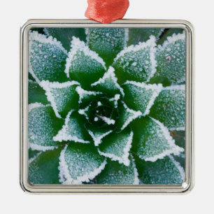 Sukkulente Hen & Chicks mit Frost im frühen Silbernes Ornament