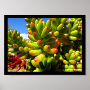 Sukkulente Jelly Bean Pflanze Poster