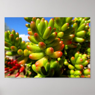 Sukkulente Jelly Bean Pflanze Poster