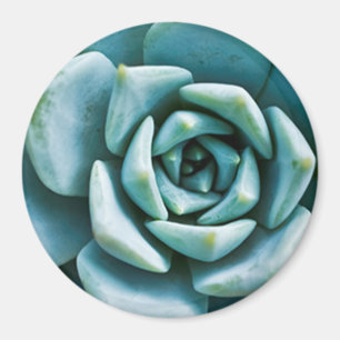 Sukkulente Nahaufnahme Magnet