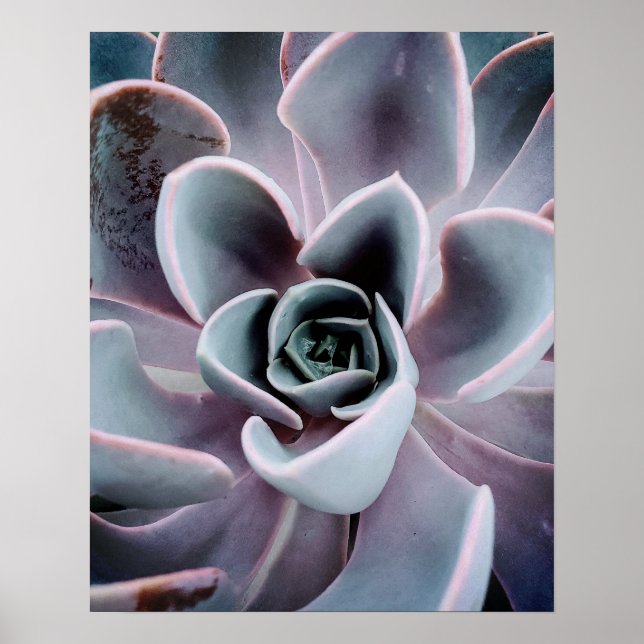 Sukkulente Pflanze Nahe Naturfotografie Foto Poster (Vorne)