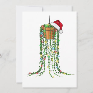 Sukkulente Santa Hut Weihnachtslichter Zimmerpflan Save The Date