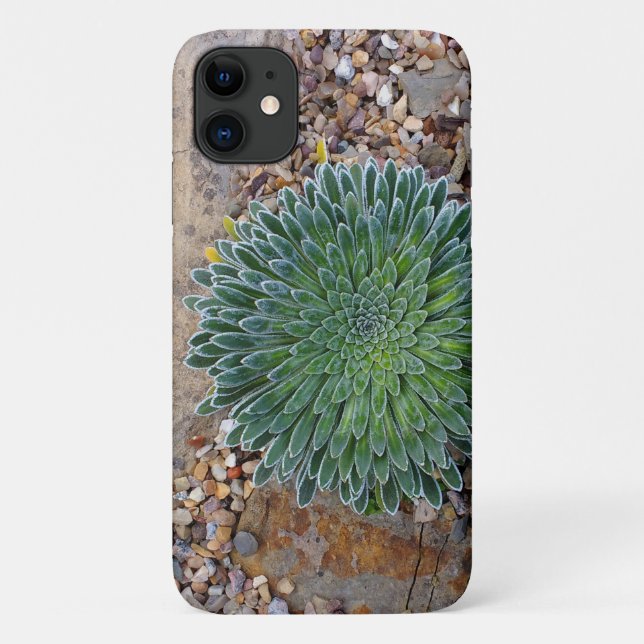 Sukkulente Wüste-Pflanze Case-Mate iPhone Hülle (Rückseite)