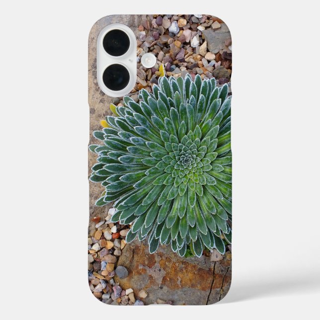 Sukkulente Wüste-Pflanze iPhone 16 Hülle (Rückseite)