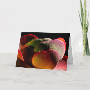 Sukkulente Wüste-Pflanze Karte