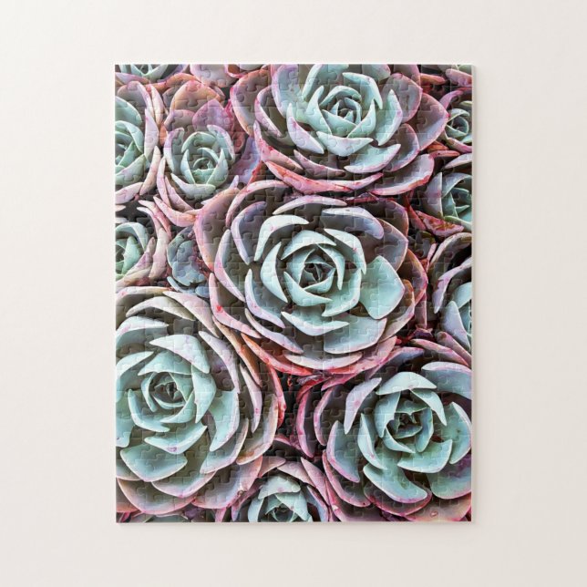 Sukkulente Wüste Rose Kaktus Farbe Foto 11 x 14 (Vertikal)