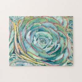 Sukkulentes Rätsel: Blaue Rose Echeveria