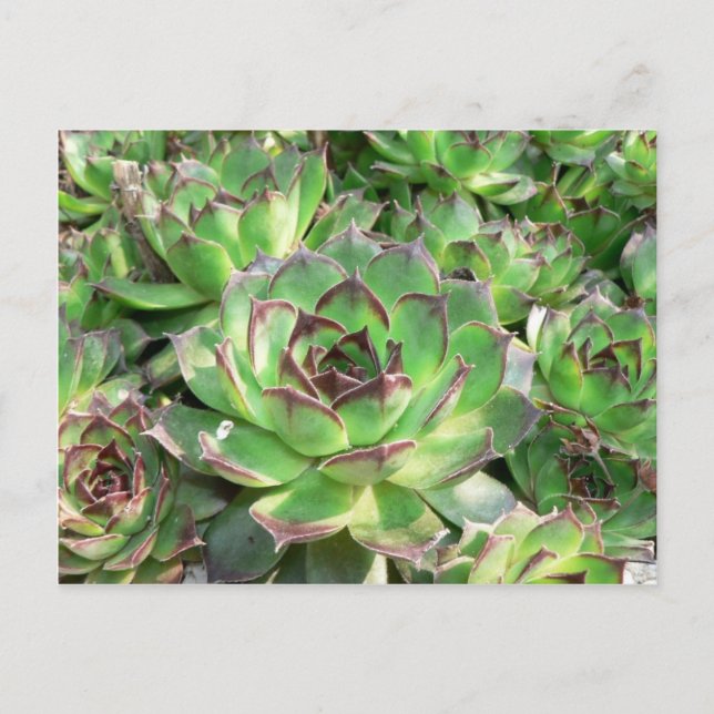Sukkuline Postkarte (Vorderseite)