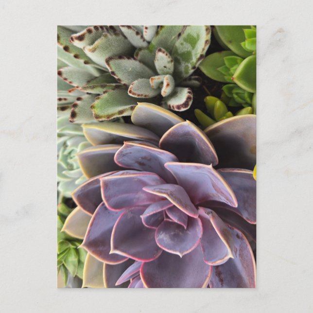 Sukkuline Postkarte (Vorderseite)