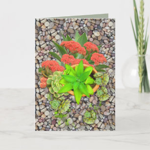 Sukkulturen auf Gartenkies Ankündigung