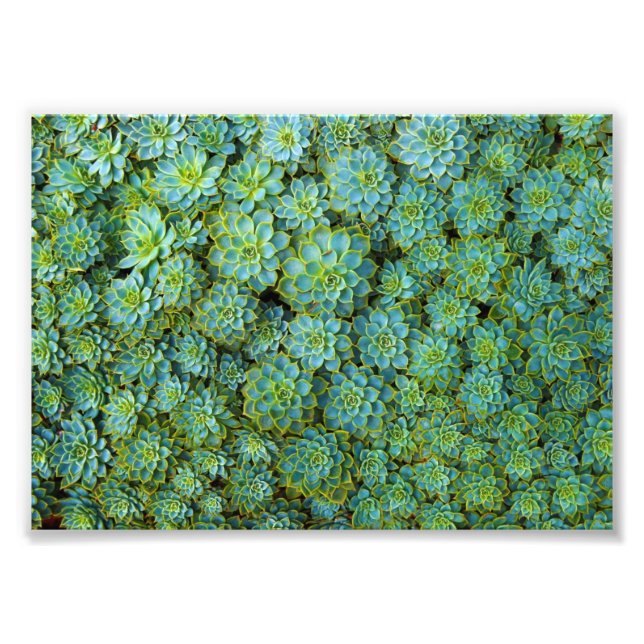 Sukkulturen - Echeveria-Pflanze Fotodruck (Vorne)