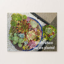 Sukkulturen in Planter