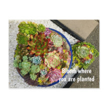 Sukkulturen in Planter