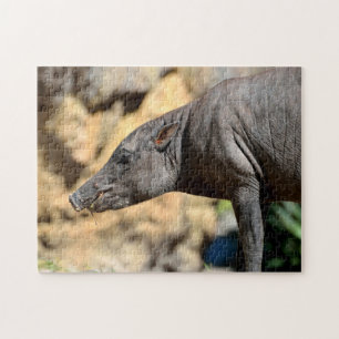 Sula West-Babirusa-Schwein