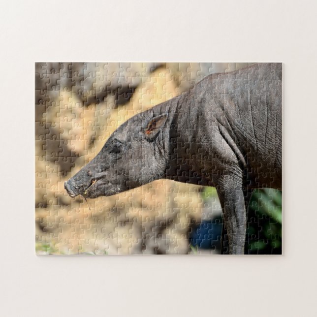 Sula West Babirusa Schwein (Horizontal)