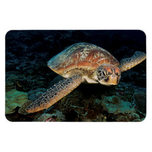 Sulawesi   Green Sea Turtle Magnet