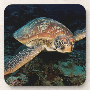 Sulawesi   Meeresschildkröte Getränkeuntersetzer