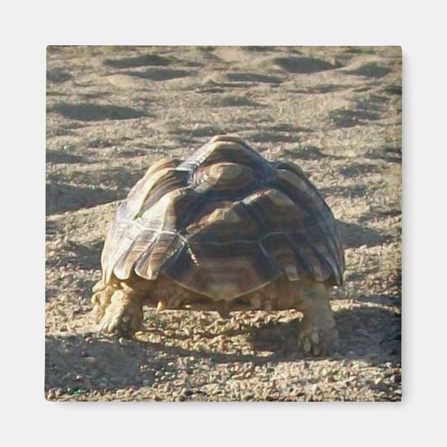 Sulcata, Afrikanisch gefleckte Tortoise, zu Fuß in Magnet (Vorne)