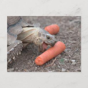Sulcata-Schildkröte Postkarte