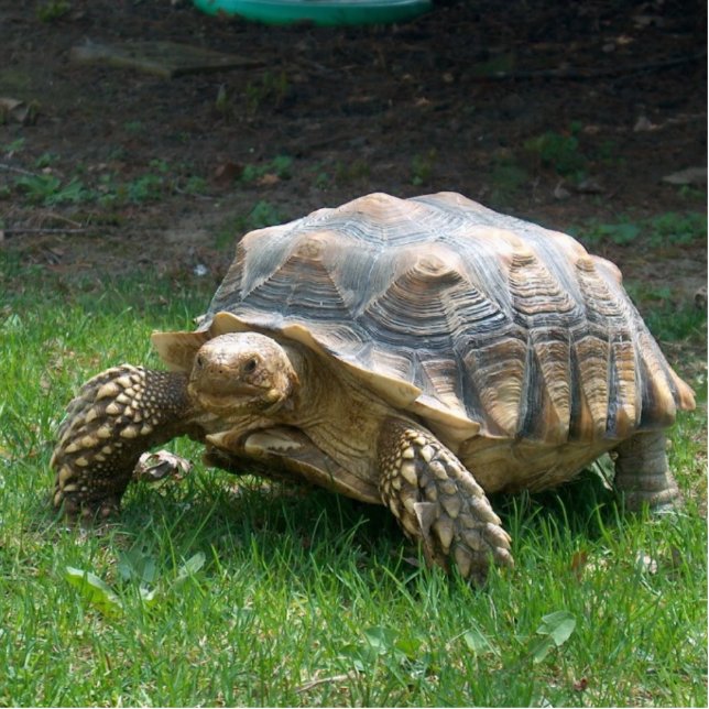 Sulcata Schildkröten Freistehende Fotoskulptur (Vorne)