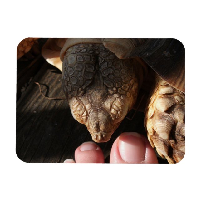 Sulcata Tortoise beobachtet die Zehen Magnet (Horizontal)