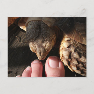 Sulcata Tortoise beobachtet die Zehen Postkarte