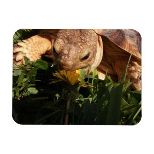 Sulcata Tortoise bites Dandelion in Gras Magnet