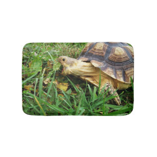 Sulcata Tortoise, die den großen Biss von Dandeli Badematte