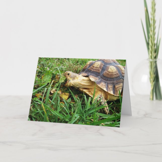 Sulcata Tortoise, die einen großen Biss von Löwenz Karte (Vorderseite)