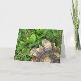 Sulcata Tortoise Eating Clover, Plantain, im Gras Karte