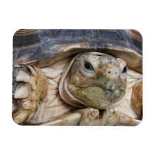 Sulcata Tortoise Face Nah Magnet