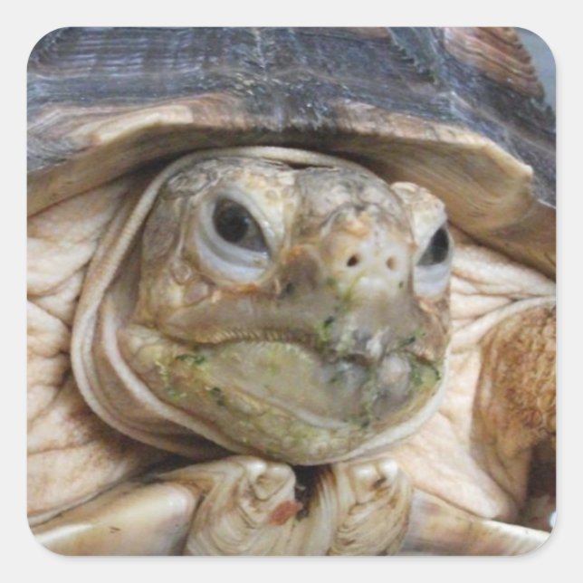 Sulcata Tortoise Face Nah Quadratischer Aufkleber (Vorderseite)